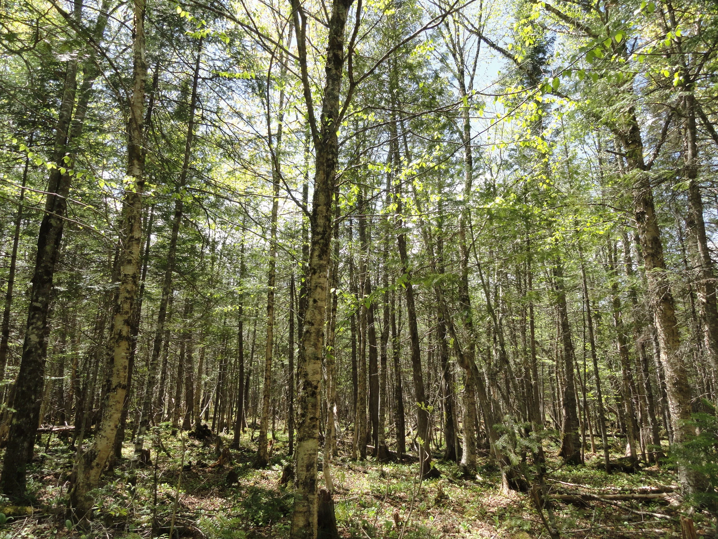 SukeGrassRoots　FOREST Sasəkatəkok/ Sasokatokuk Nature Preserve — Nature Trust of New